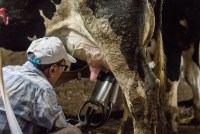 A photo of a farmworker milking a cow.