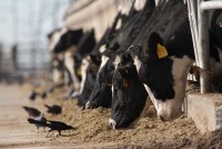 Dairy cows eat at a feeding station in a long line. The food is on the floor, and different types of birds can be seen pecking at the food near the cows mouths.