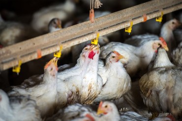 A photo of a bunch of chickens in a poultry plant.