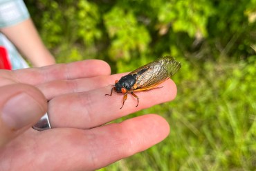 A red-eyed cicada rests on the middle finger of Kasey Fowler-Finn.